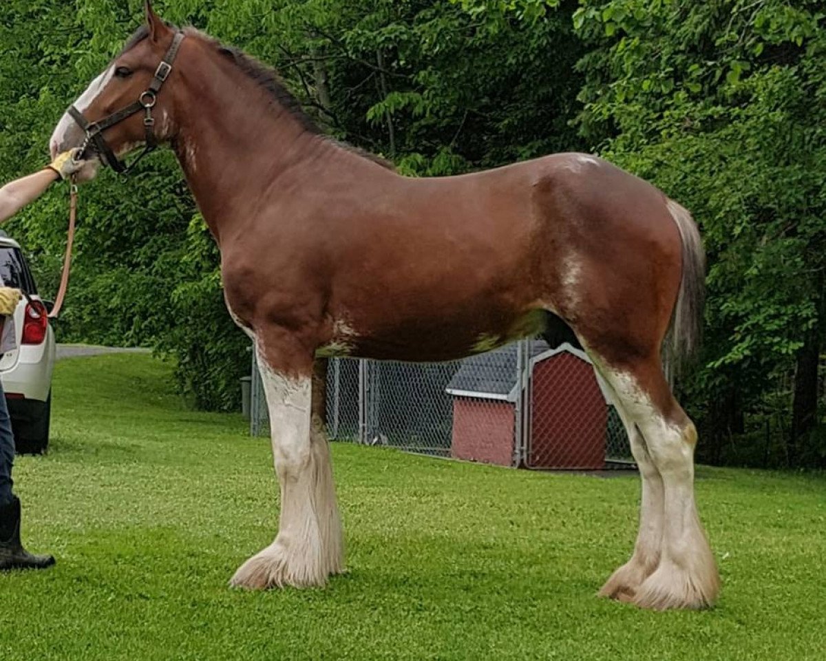 horse Macgregor Glen Reflection (Clydesdale, 2016, from Maple Stone Excel)