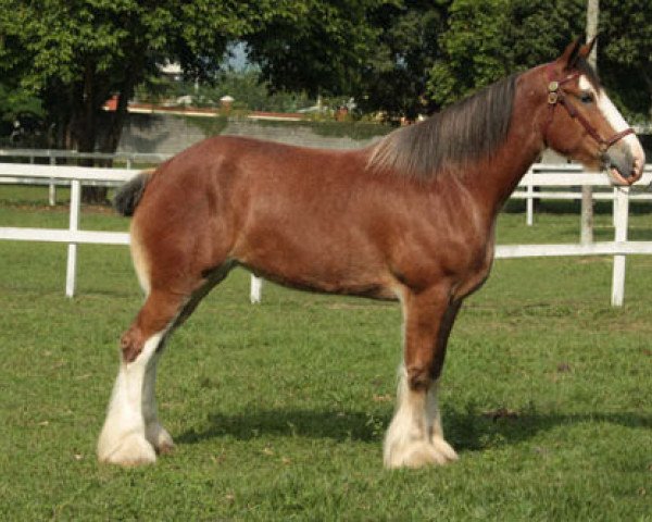 Zuchtstute Mabel of Double H (Clydesdale, 2005, von Cedarlane Rex)