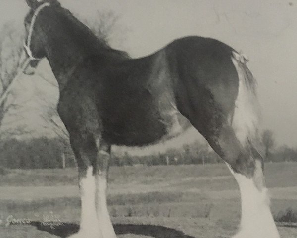 Zuchtstute Lynden Manor Sweet Allie (Clydesdale, 1998, von Doura Sensation)