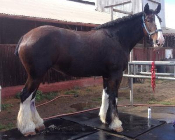 Pferd Lynden Manor Precious Jewel (Clydesdale, 2003, von S B H Phoenix)