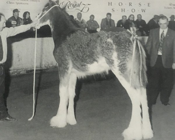 horse Lynden Manor Benjamin (Clydesdale, 1997, from Doura Sensation)