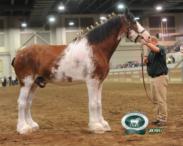 horse Luke Gunner of 2S (Clydesdale, 2007, from Pinnacle's Luke)