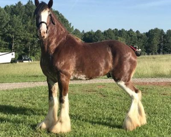 horse Luis Armstrong of Classic City (Clydesdale, 2014, from Freedom Royal Majestic)