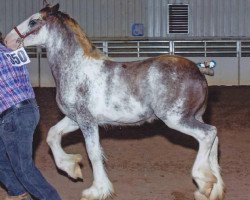 horse LSL Ysolde (Clydesdale, 2014, from Alamar Coda)