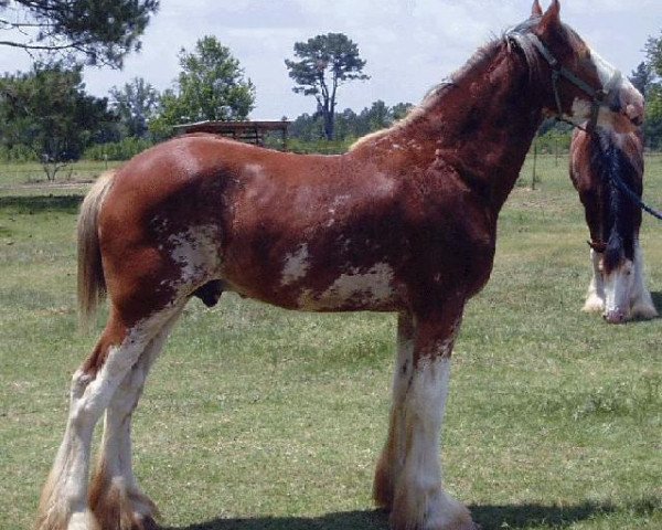 Pferd LSL X-Ponential (Clydesdale, 2014, von Alamar Coda)