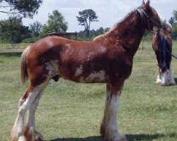 horse LSL X-Ponential (Clydesdale, 2014, from Alamar Coda)