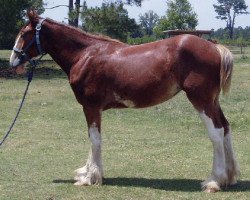 broodmare LSL Winter Storm (Clydesdale, 2014, from Alamar Coda)