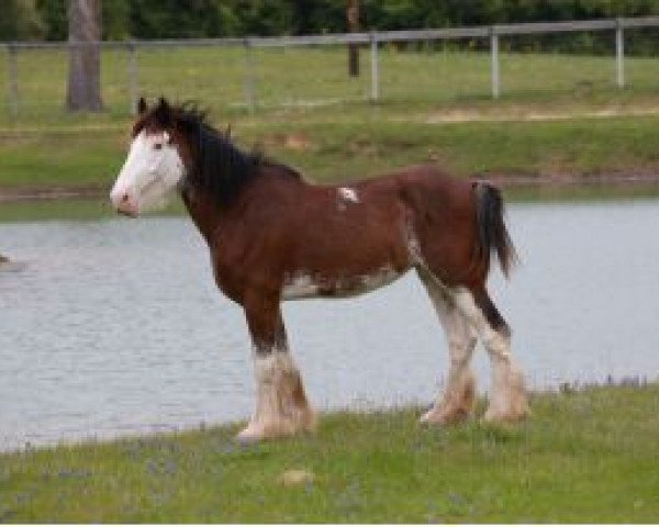 Pferd LSL Tuti (Clydesdale, 2011, von Alamar Coda)