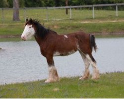 horse LSL Tuti (Clydesdale, 2011, from Alamar Coda)