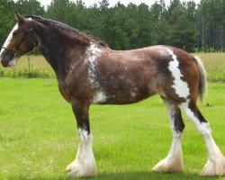 Zuchtstute LSL Lindsay Lair (Clydesdale, 2003, von N.D.F. Buster)