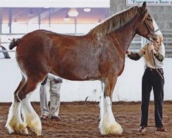 Zuchtstute LSL Kenna Kaileigh (Clydesdale, 2003, von N.D.F. Buster)