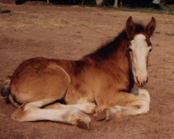 horse LSL Heather (Clydesdale, 1999, from Moss RX Andy's Sam)