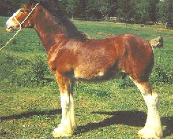 Pferd LSL Ewan Mc E (Clydesdale, 1998, von Armageddon's Lord Elijah)