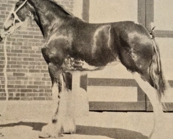 Zuchtstute Low Cairndoon Susan (Clydesdale, 1984, von Torrs Bardrill Ideal)