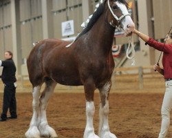 broodmare Love's Heather (Clydesdale, 2012, from 2S Shea's Lad Mcandrew)