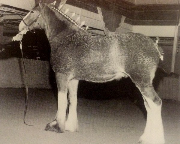 Pferd Loralea Moe Jo Jackson (Clydesdale, 2000, von Green Manor's Prince William)