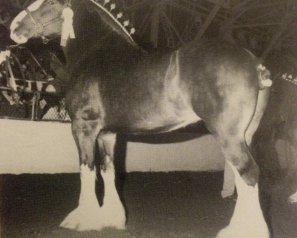 Zuchtstute Terragold's Lucky Joy (Clydesdale, 1986, von Royal Excelsior Pioneer Major)