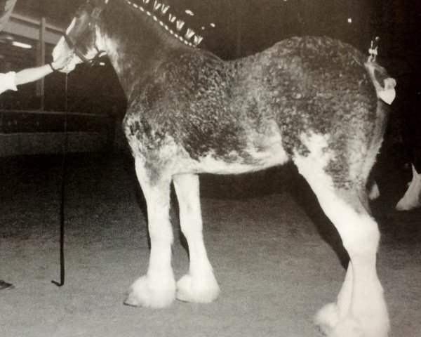 Pferd Loralee Luckster's Macduff (Clydesdale, 1998, von Conn Acres Ideal Earl)