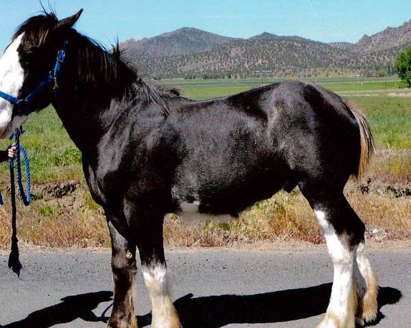 Deckhengst Lone Pine Lightening Strike (Clydesdale, 2013, von Oracle Ringmaster Wayne)