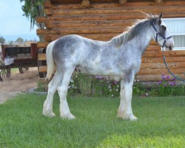 horse Lone Pine Viva Las Vegas (Clydesdale, 2016, from Lone Pine Lightening Strike)