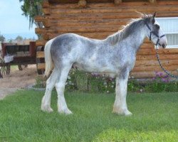 horse Lone Pine Viva Las Vegas (Clydesdale, 2016, from Lone Pine Lightening Strike)