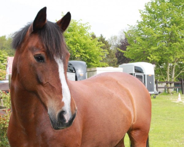 dressage horse Conny (German Riding Pony, 2004, from Colonel)