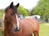 dressage horse Conny (German Riding Pony, 2004, from Colonel)