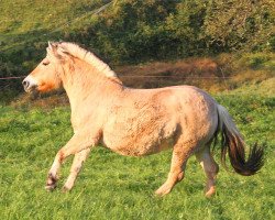 broodmare Holly (Fjord Horse, 2000, from Kastanielystens Rasmus)