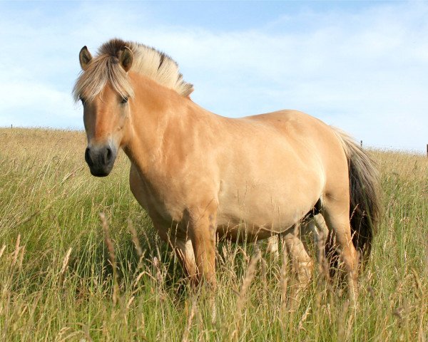 broodmare Handje (Fjord Horse, 2004, from Mastrup Romeo)