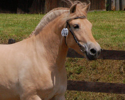 broodmare Havina (Fjord Horse, 2013, from Kelvin)