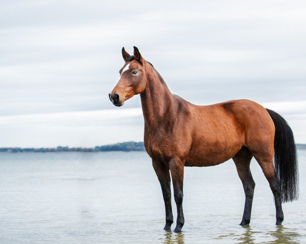 broodmare Celine 228 (Mecklenburg, 2007, from Casaretto)