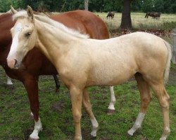 horse Angel of Gold (Akhal-Teke, 2008, from Arrow of Gold)