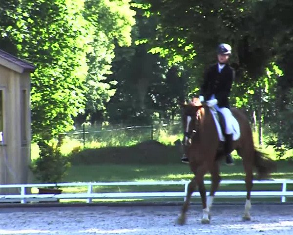 Reitturnier Redefin 2015
