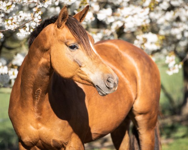 horse Holly (Trakehner, 2014, from Couracius)