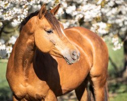 Pferd Holly (Trakehner, 2014, von Couracius)