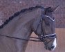 dressage horse Buckingham's Boy (Hanoverian, 2016, from Buckingham)