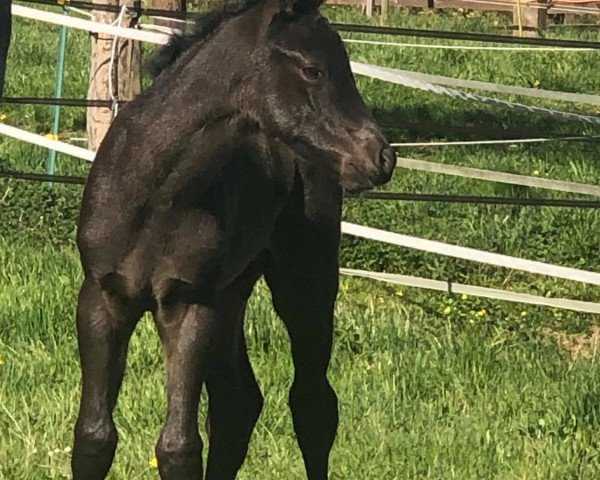 Pferd Blue Hayes Coffee (Paint Horse, 2020)