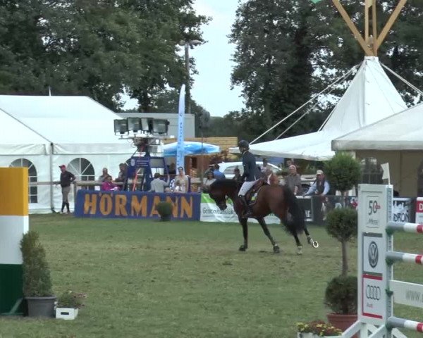 FEI Reitturnier Steinhagen (GER) 2015