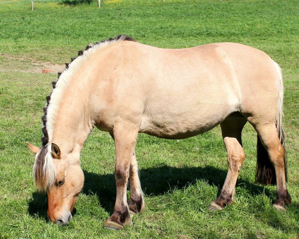 Pferd Amber (Fjordpferd, 2008, von Irving)