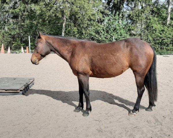 Pferd GF Olenas Maiden (Quarter Horse, 2014)