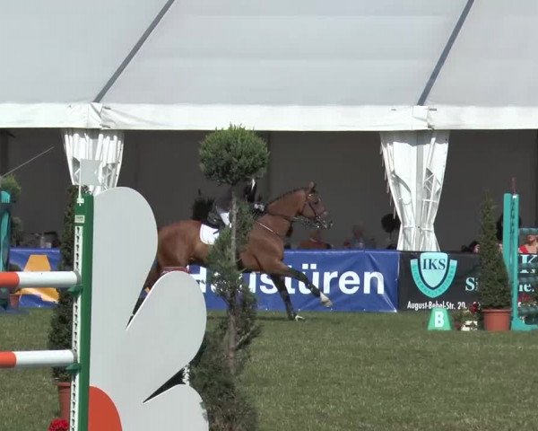 FEI Reitturnier Steinhagen (GER) 2015