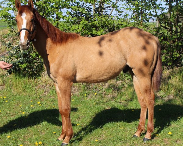 Pferd Legends Dun Cash (Quarter Horse, 2019)