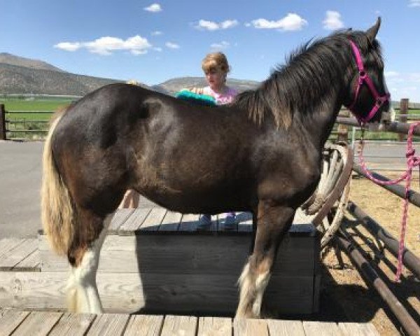 Pferd Lone Pine Total Eclipse (Clydesdale, 2017, von Battle River Persuader)