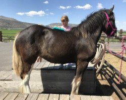 horse Lone Pine Total Eclipse (Clydesdale, 2017, from Battle River Persuader)