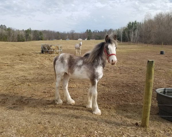 Pferd Lone Pine Sparks A Fire (Clydesdale, 2017, von Battle River Persuader)