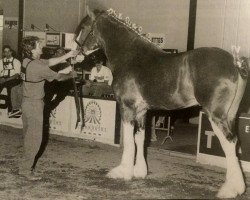 stallion Lone Maple Chip (Clydesdale, 1993, from Torrs Jubilant)