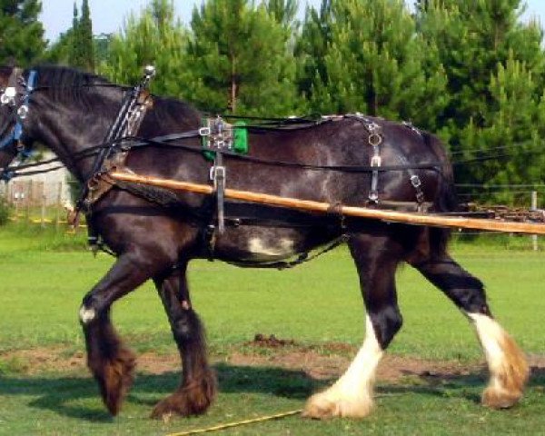 broodmare Loco Farm's Heidi Doll (Clydesdale, 2003, from Keyhole Dillion)