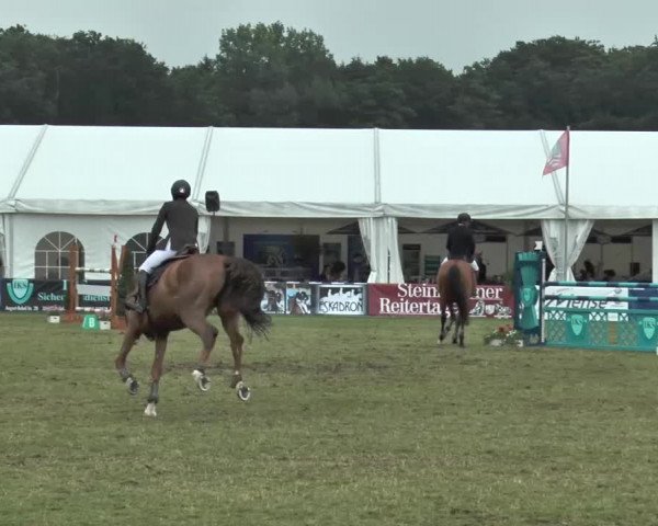 FEI Reitturnier Steinhagen (GER) 2015