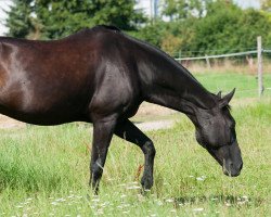 dressage horse Undine 58 (Oldenburg, 1994, from Rubinstein I)