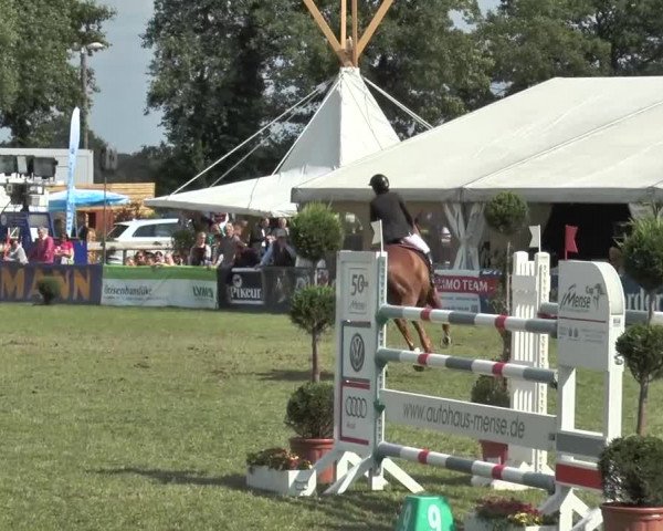 FEI Reitturnier Steinhagen (GER) 2015